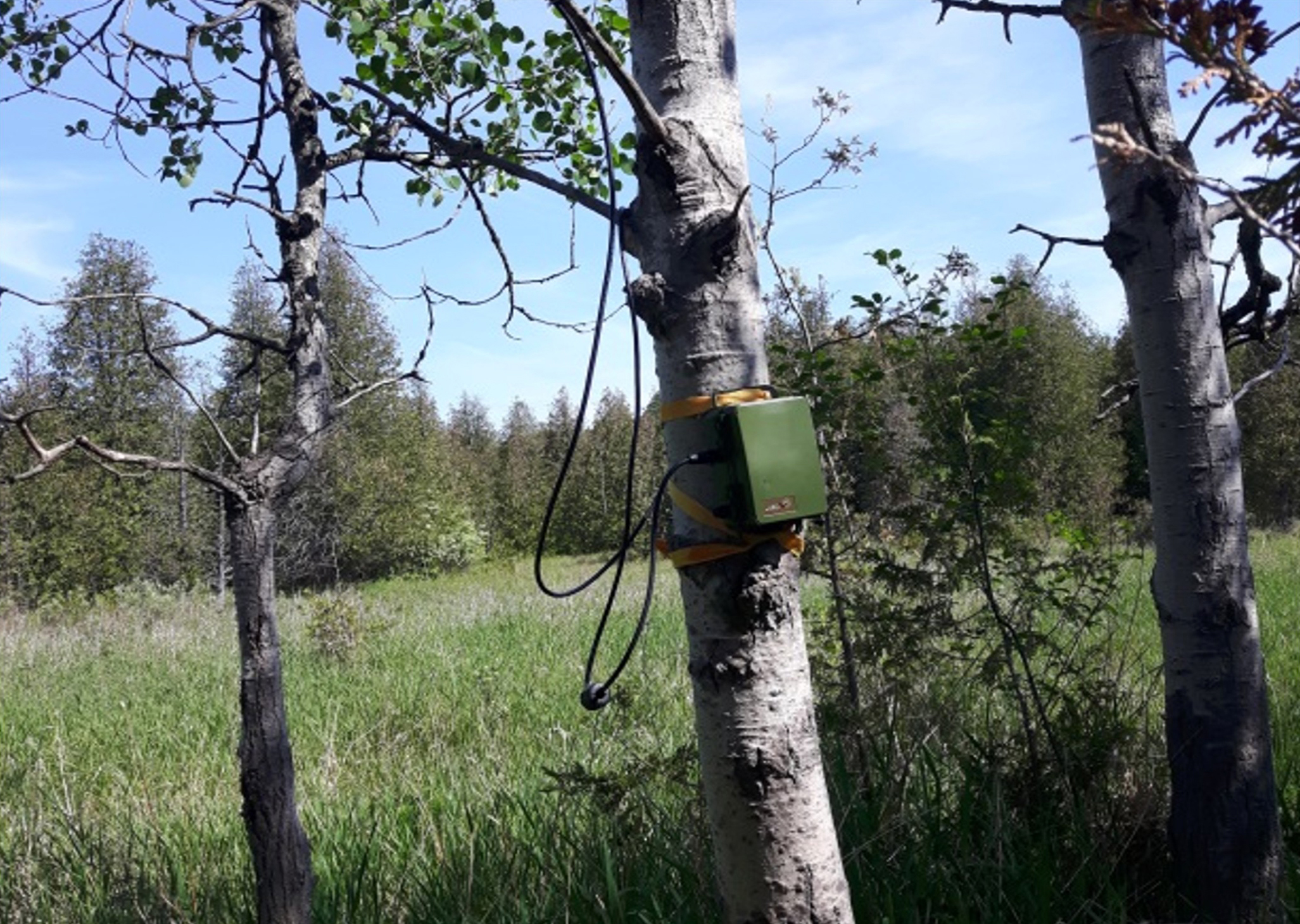 Acoustic monitoring device mounted on a tree for bat habitat study.