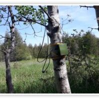 Bat Acoustical Monitoring equipment attached to tree.