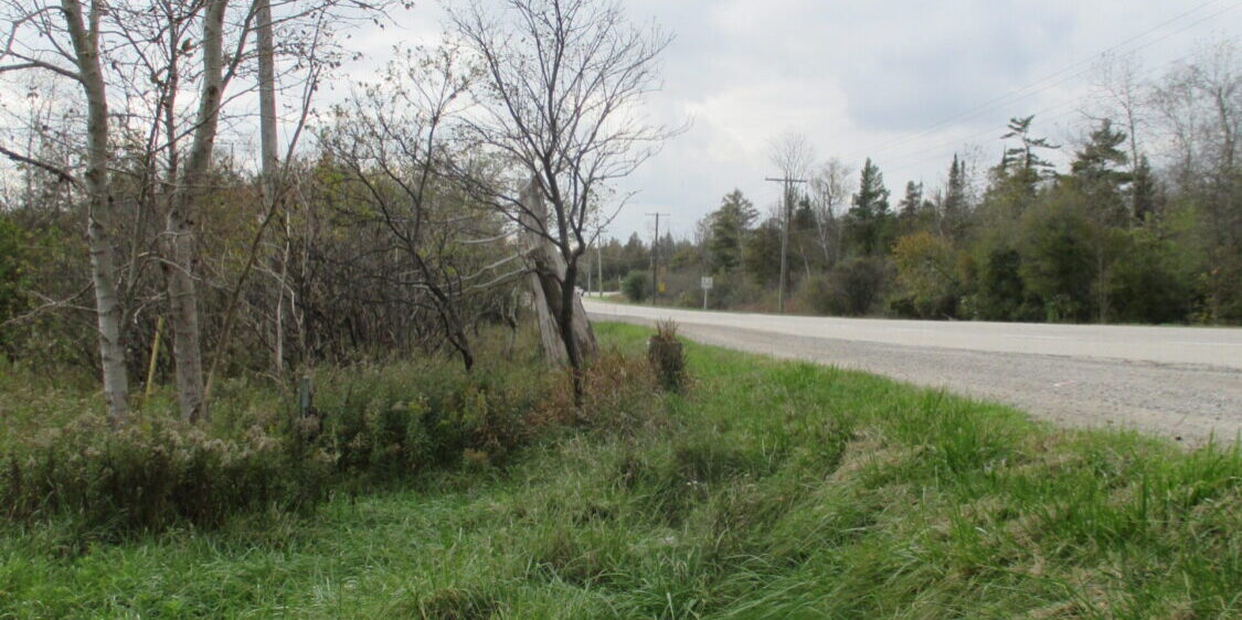 Photograph of the existing landscape at Wellington Road 34